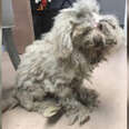 dog rescue poodle matted