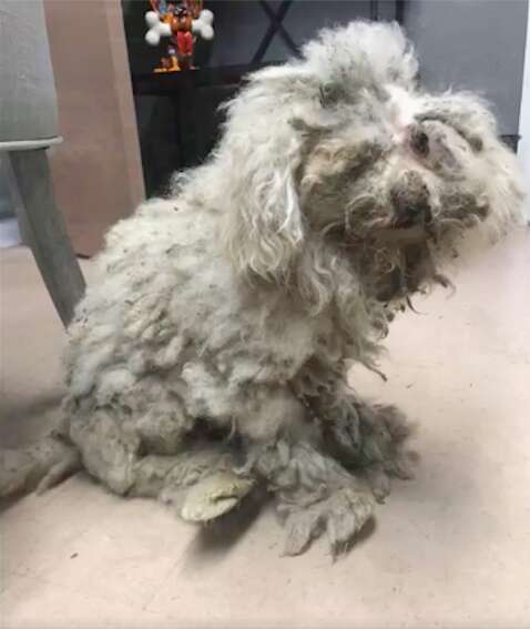 poodle rescue