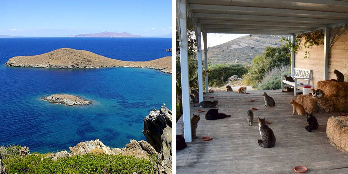 Cat Sanctuary On Greek Island Seeks Paid LiveIn Kitty Cuddler The Dodo