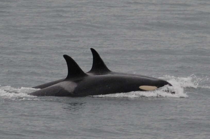J35 swimming with her pod