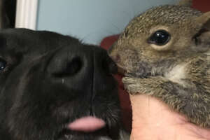 Squirrel Rescued From Hurricane Grows Up Playing With His Dog Siblings 