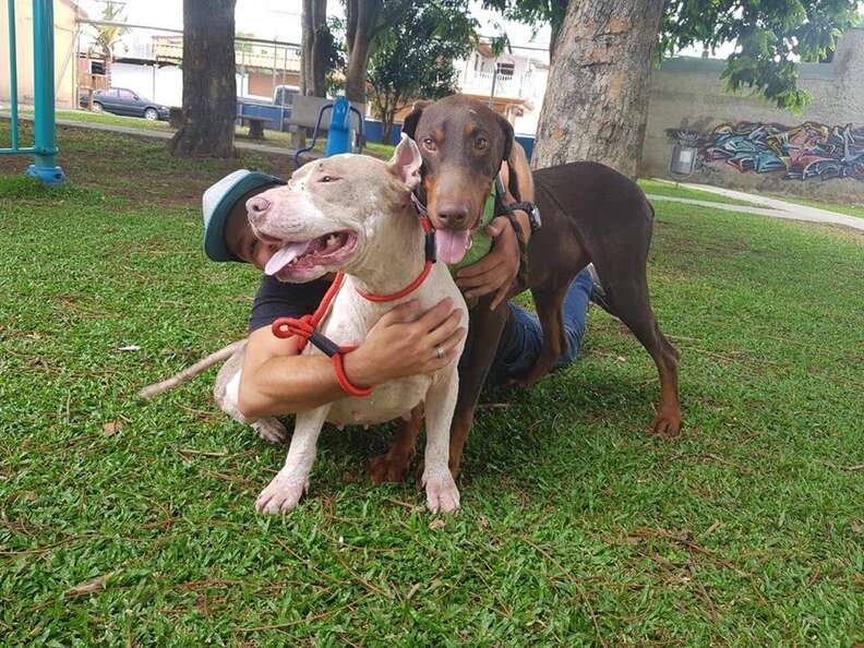 Dog playing with another dog and man