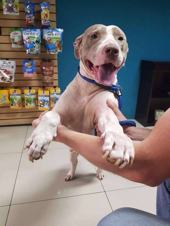 Happy looking dog standing up on person's arms