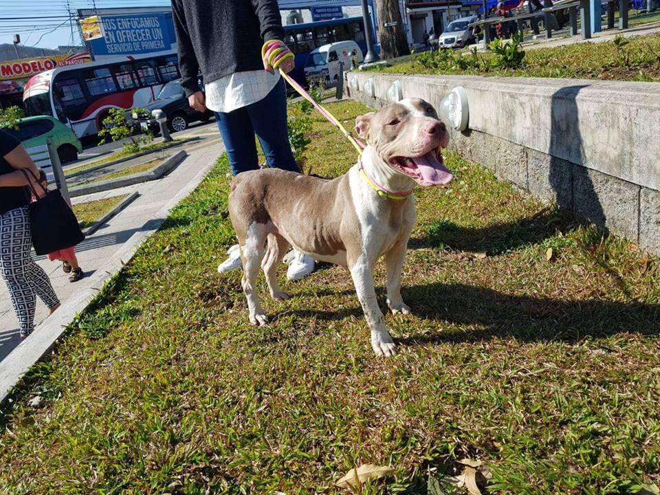 Happy looking dog being walked outside on leash