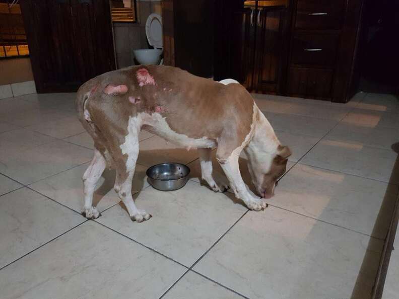 Dog with wounds on her back
