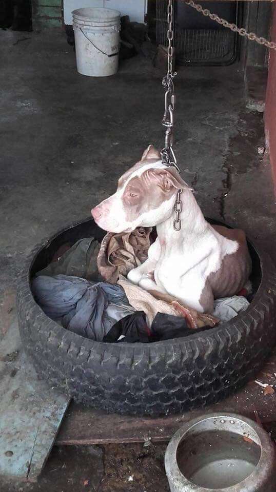 Dog kept on short chain
