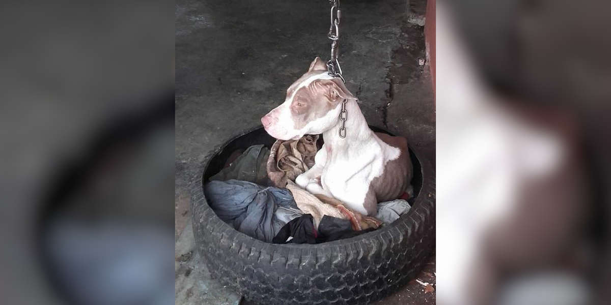 Guard Dog Found Hanging From Short Chain Gets Help Just in time - The Dodo