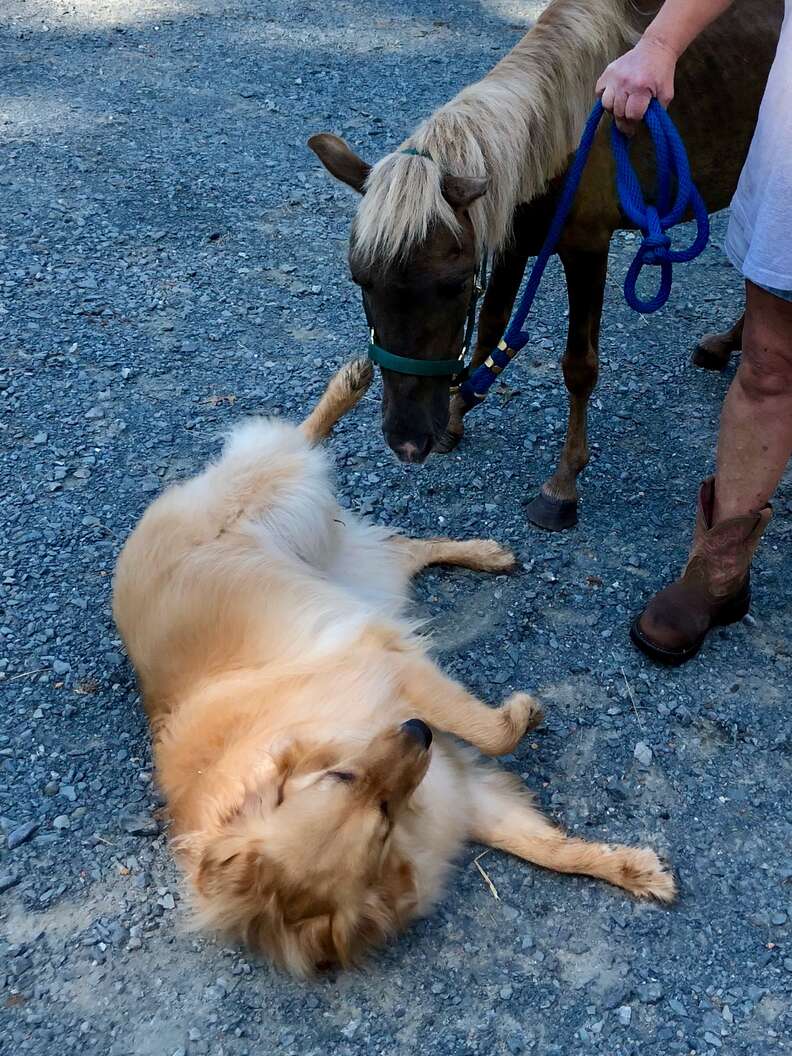 Molly welcomes emaciated miniature horse Sammie