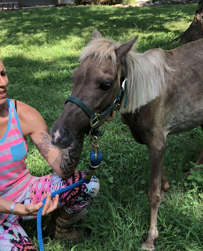 Sammie the mini horse at Carolina Animal Rescue and Assistance
