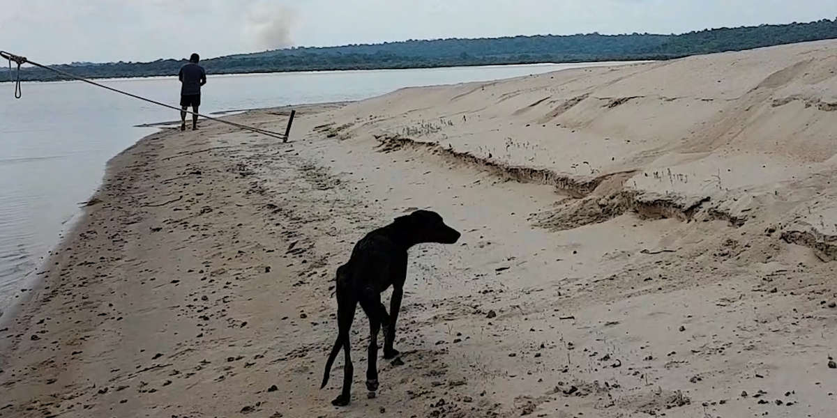 Man On Cruise Finds Dog Stranded On Deserted Island - Videos - The Dodo
