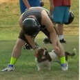 Random Dog Decides To Interrupt High School Football Practice