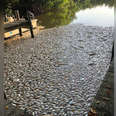 Red tide kills thousands of fish in Florida