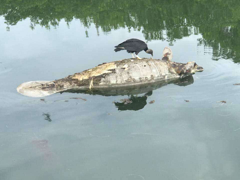 Vulture eating dead manatee in Florida