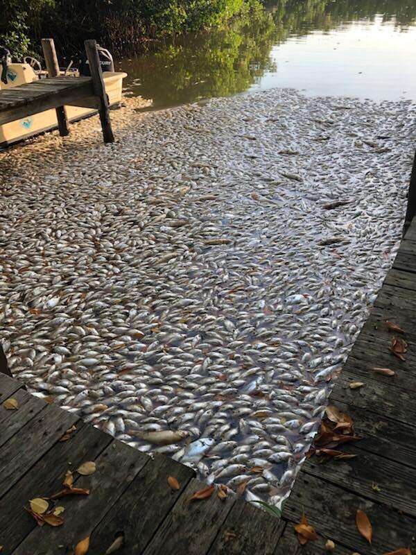 Fish killed by the red tide toxic algae bloom in Florida