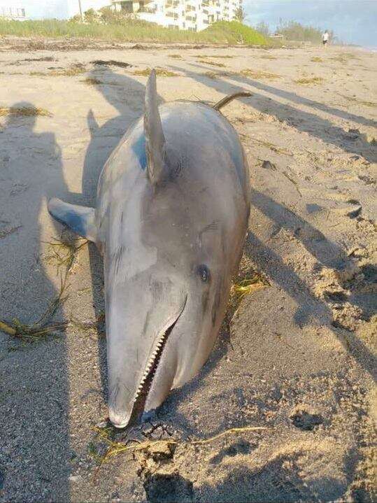 Dolphin dead because of the red tide