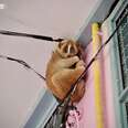 Slow loris clinging to power cable