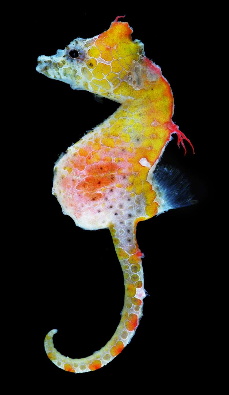 hippocampus japapigu found in southeastern Japan
