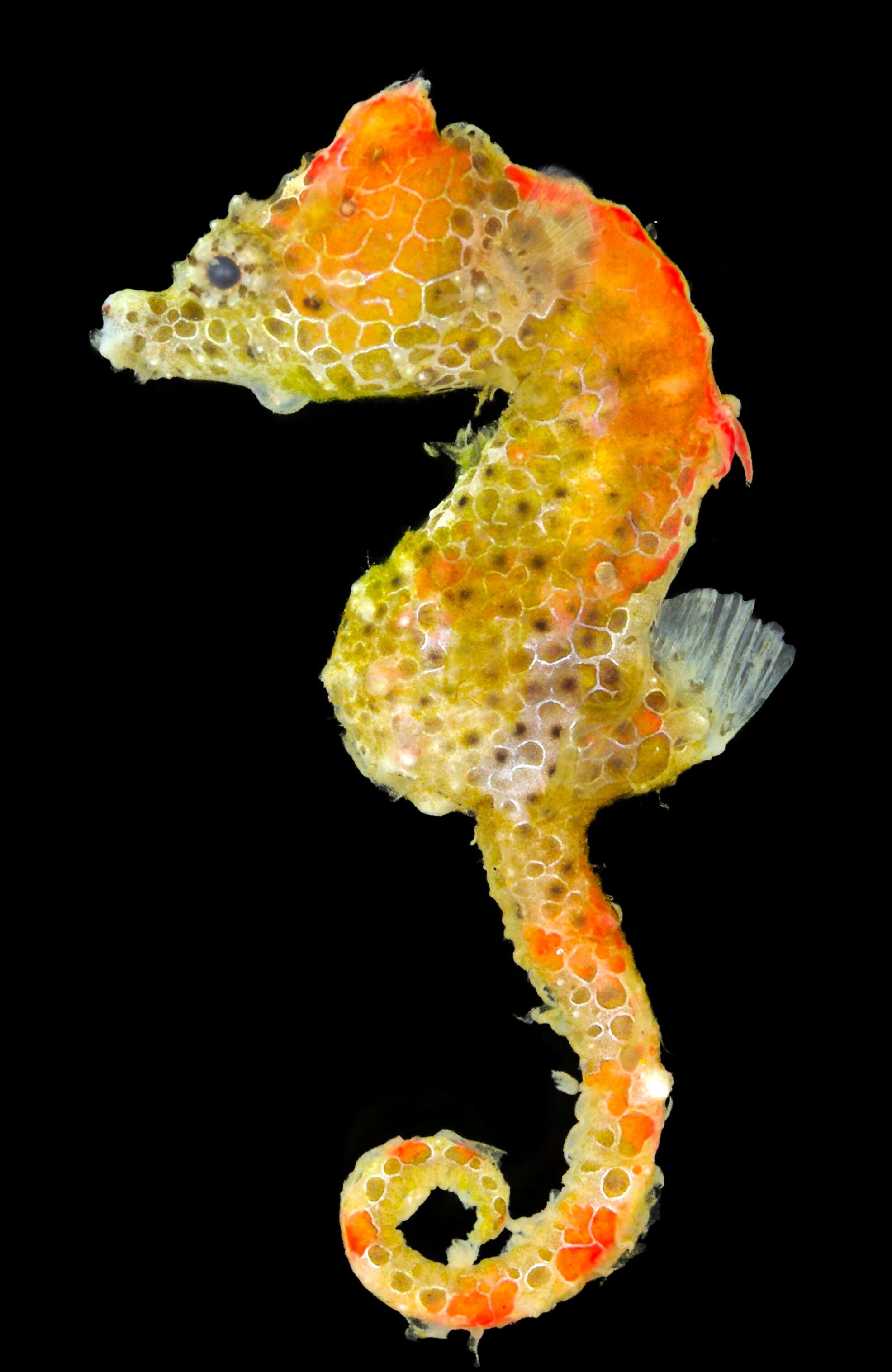 Japan pig seahorse