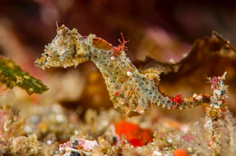 New species of pygmy seahorse