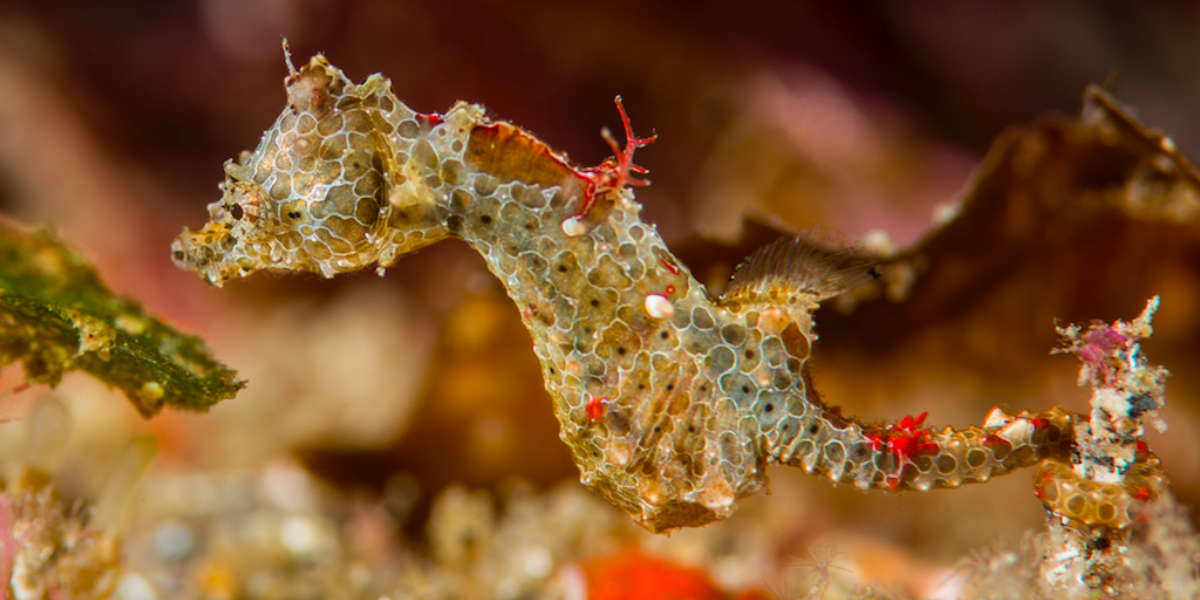 worlds smallest seahorse