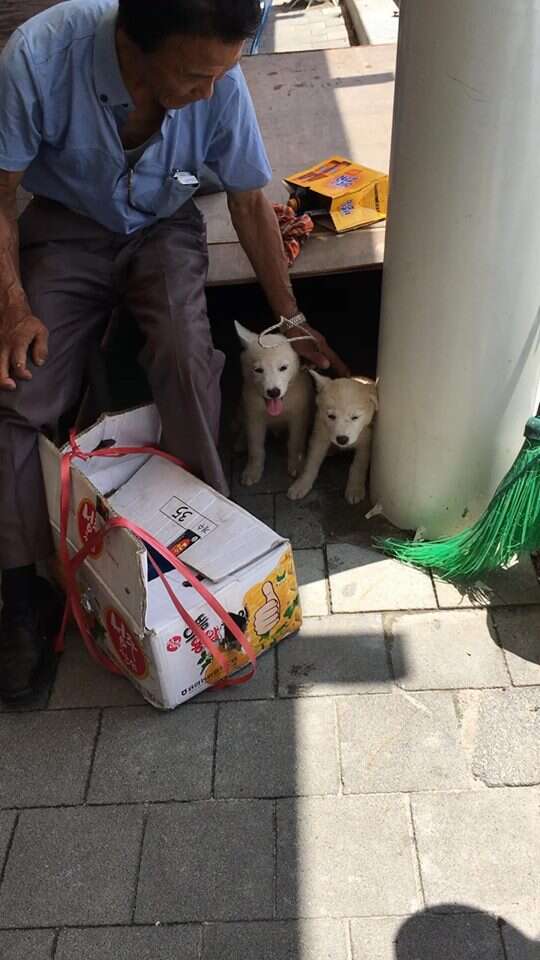Man trying to sell Korean Jindo puppies