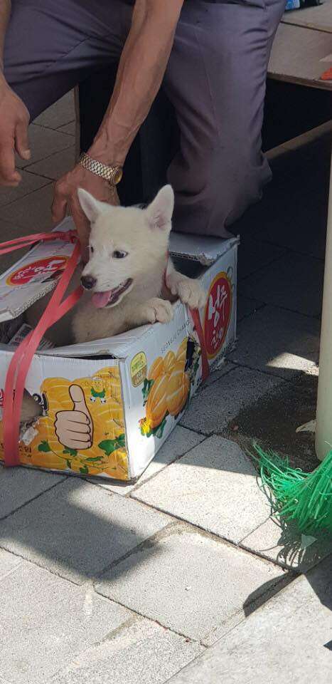Puppy poking his head out of box