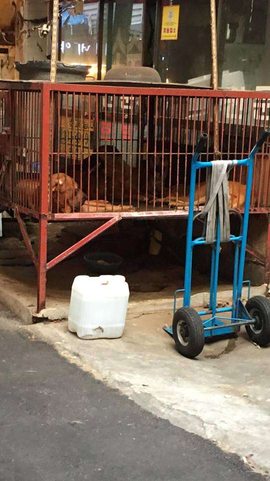 Dogs in cages at meat market