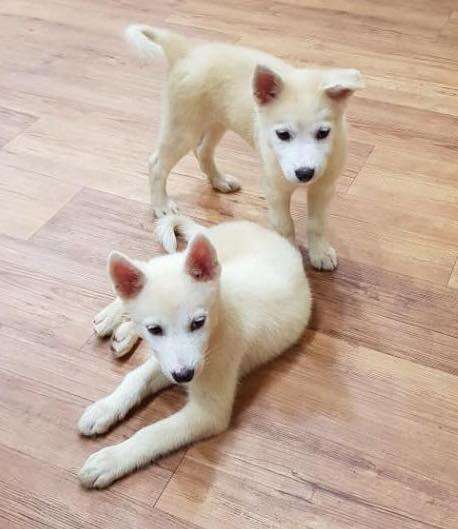 Rescued Korean jindo puppies