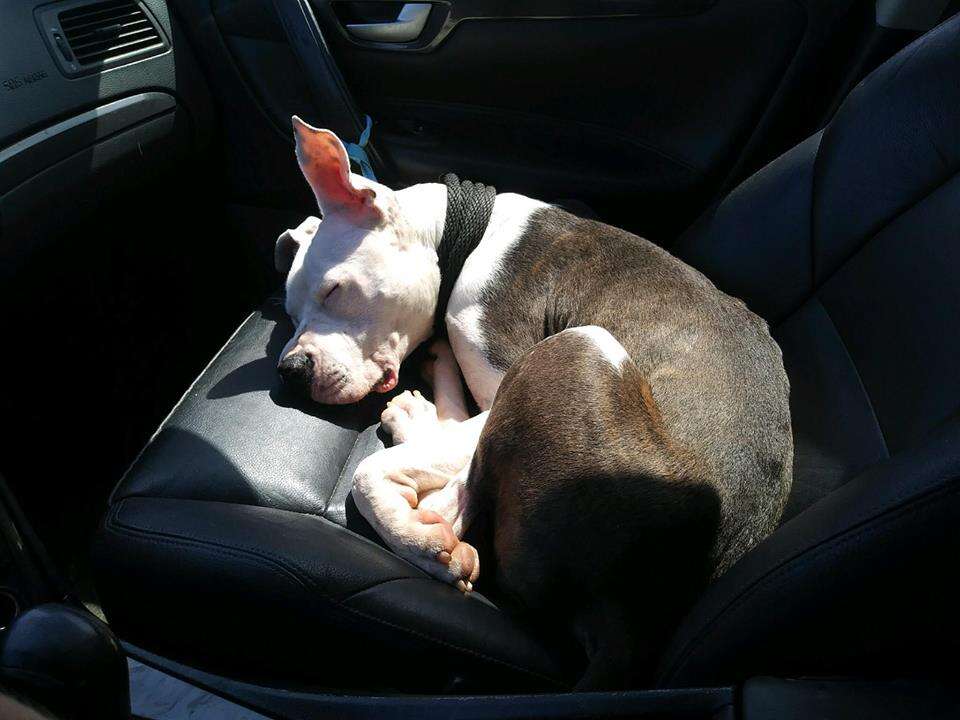 Rescued dog being driven to safety