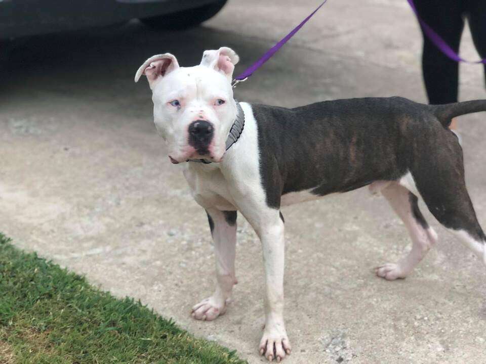 Pit Bull Puppy Begged To Be Rescued From His Shelter Kennel - The Dodo