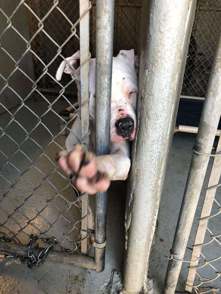 Dog reaching paw through kennel