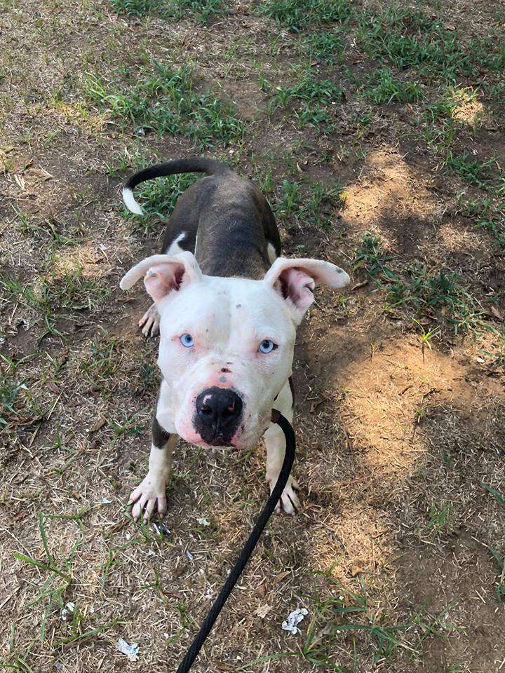 Pit bull puppy out in play yard