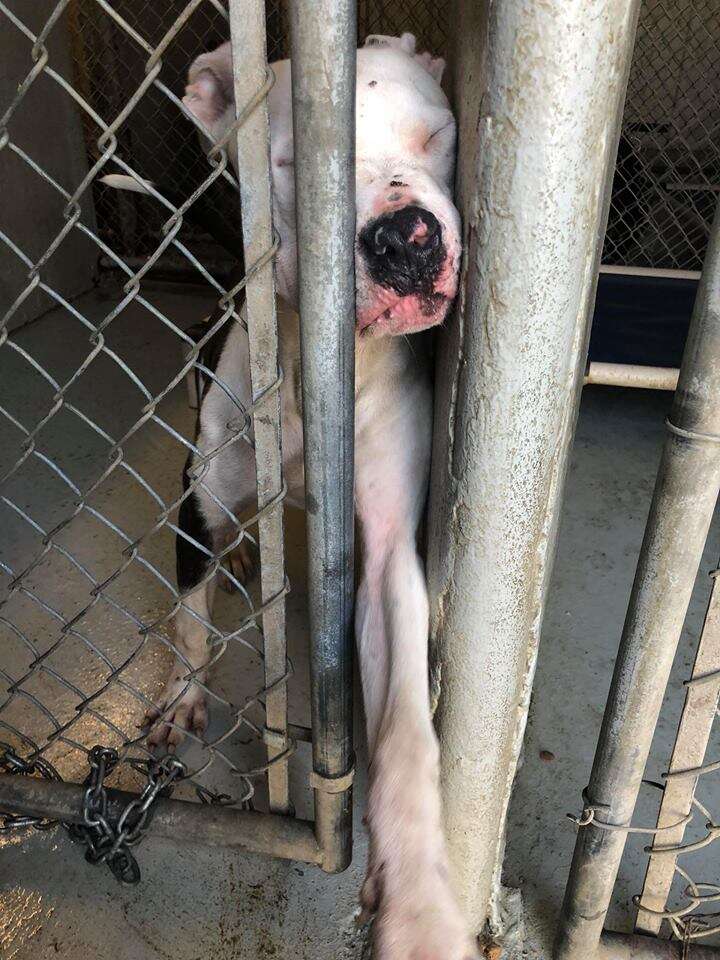 Dog reaching paw through kennel