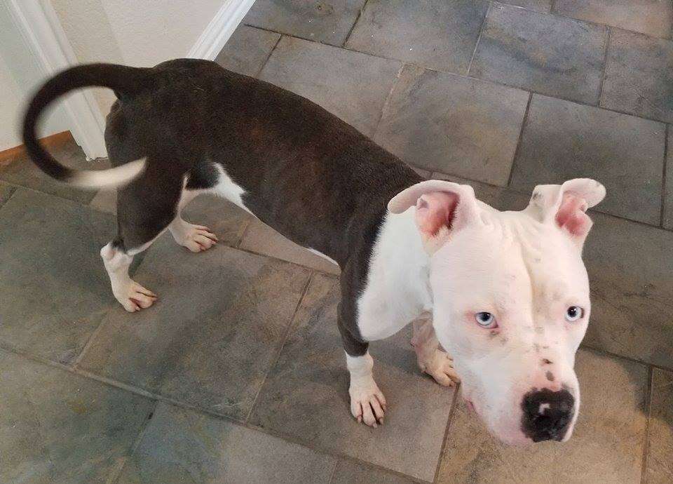 Pit bull dog standing on tiled floor