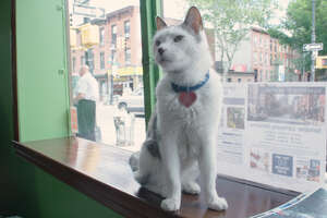 This Cat Runs A Real Estate Office In Brooklyn