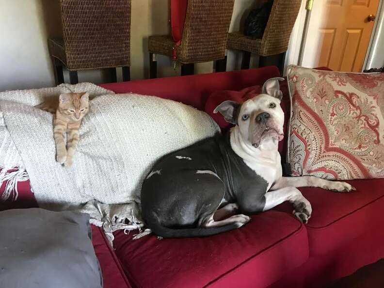 Dog cuddling on couch with cat