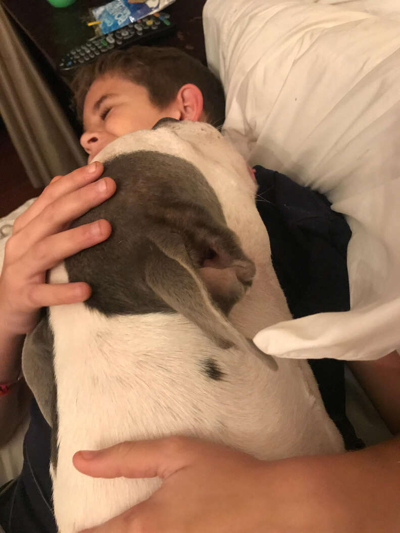 Bulldog mix licking boy's face