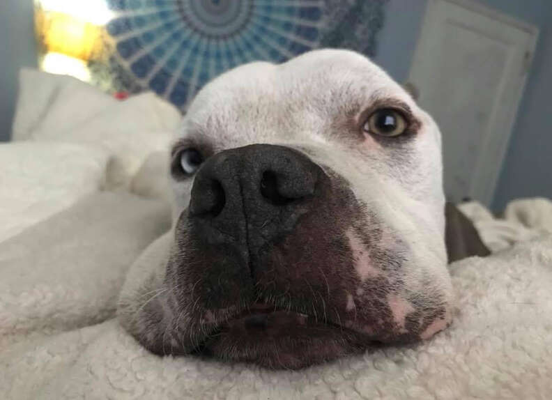 Dog lying on bed