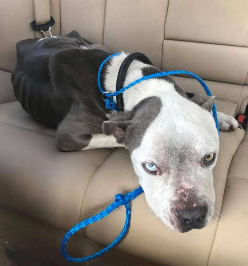 Emaciated dog sitting in backseat of car