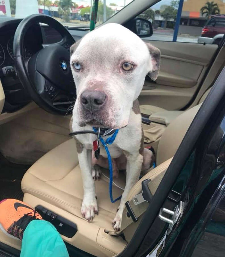 Emaciated dog in front seat of car