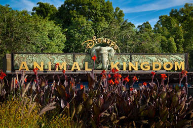 Animal Kingdom 