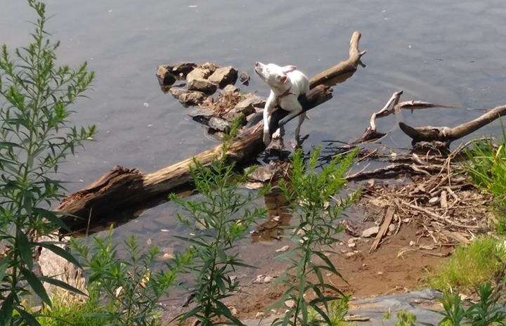 Dog tied to a log in the Erie Canal