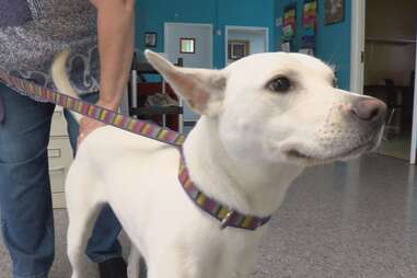 River, the dog tied to the log, at CNYSPCA