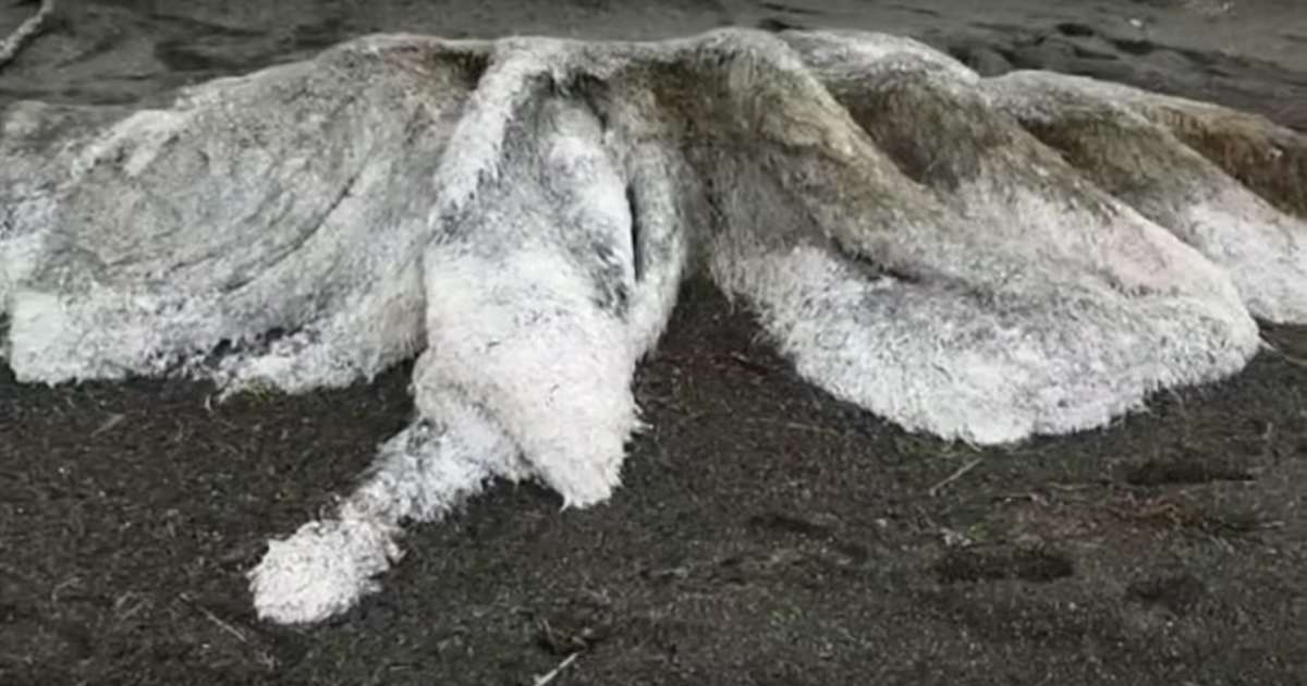 Mysterious Hairy Sea Creature Has Washed Up in Russia - Thrillist