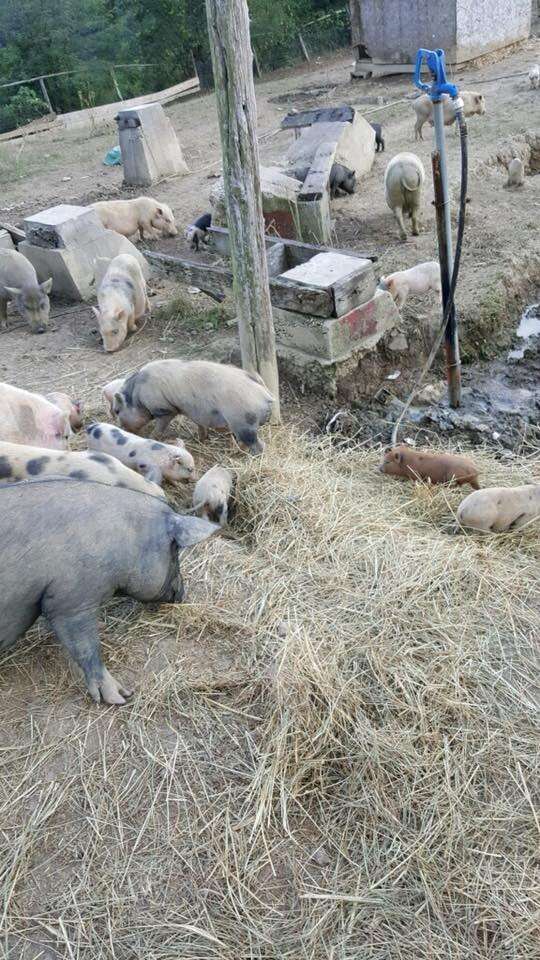 Potbellied pigs needing saving from Kentucky animal hoarding case
