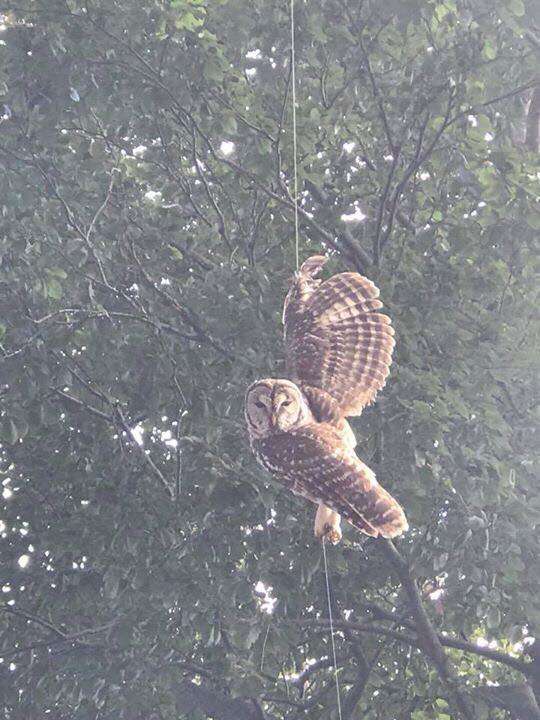 Owl hanging from fishing line