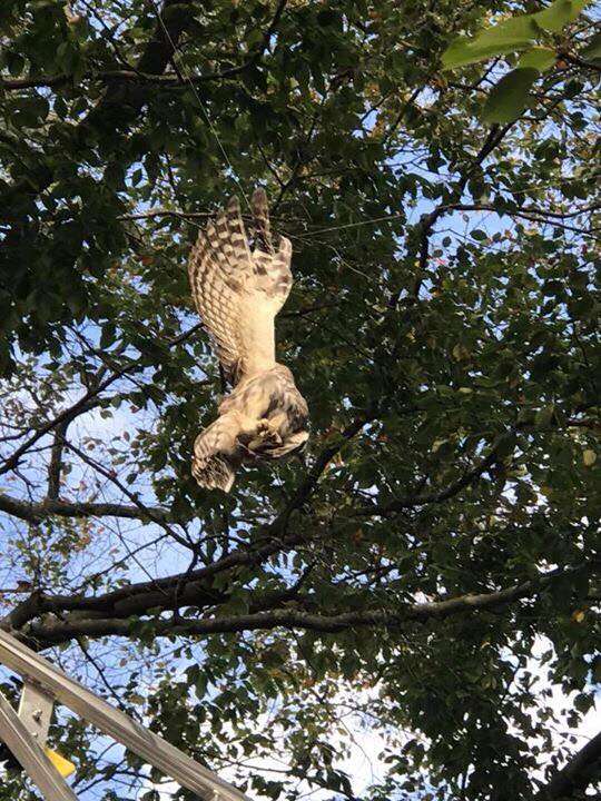 Owl hanging from fishing line