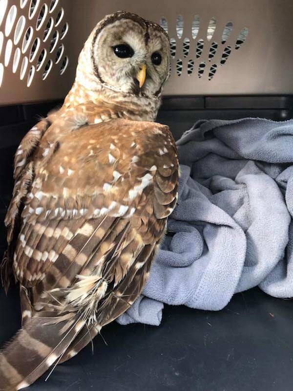 Owl saved after hanging from fishing line