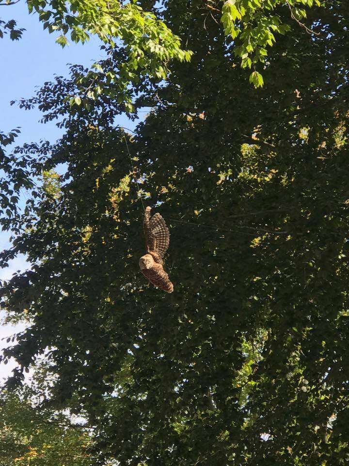 Owl hanging from fishing line