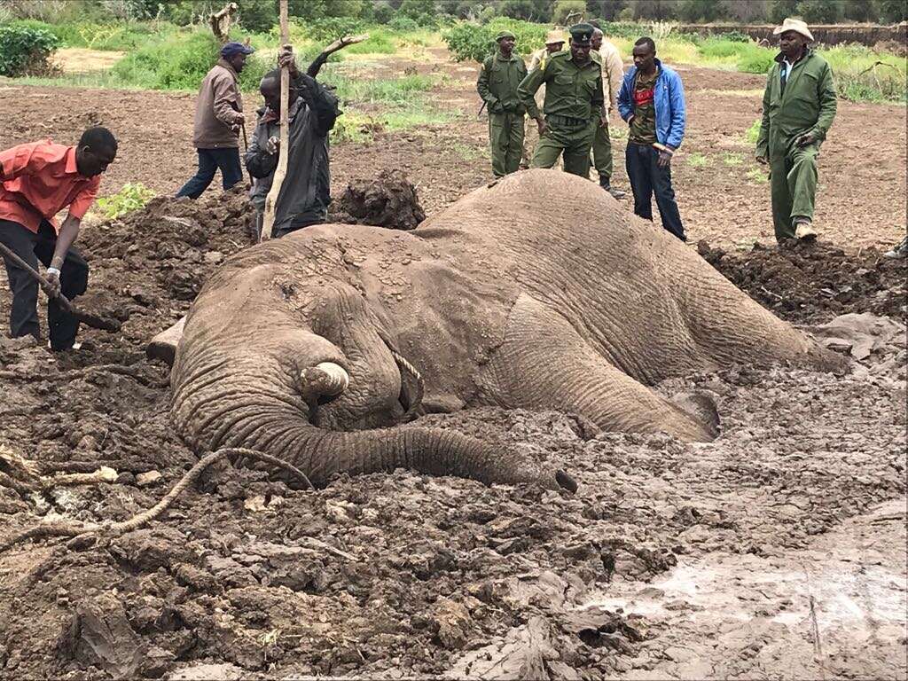 Bull elephant stuck in mud